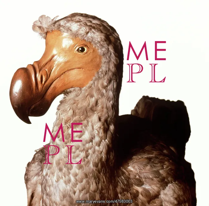 : Raphus cucullatus, dodo : Raphus cucullatus, dodo