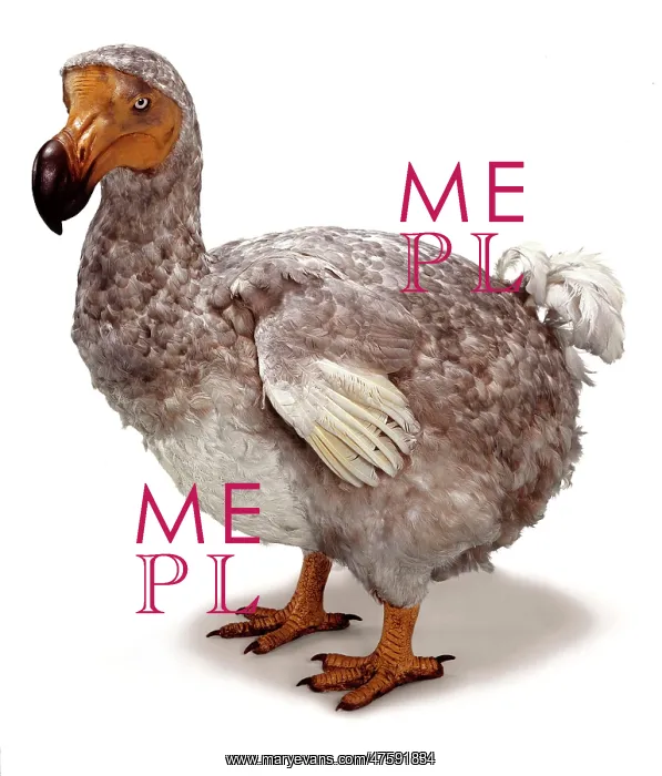 : Raphus cucullatus, dodo : Raphus cucullatus, dodo