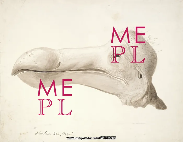 : Raphus cucullatus, dodo : Raphus cucullatus, dodo