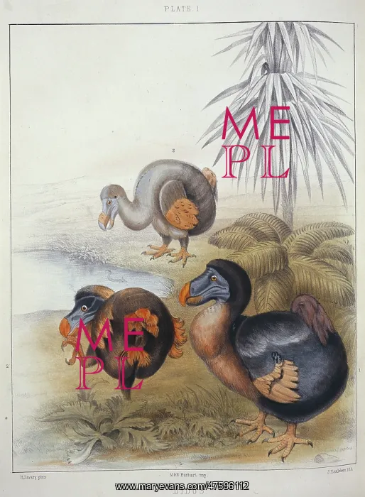 : Raphus cucullatus, dodo : Raphus cucullatus, dodo