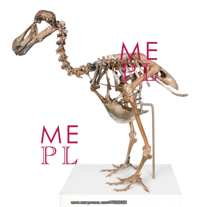 : Raphus cucullatus, dodo : Raphus cucullatus, dodo