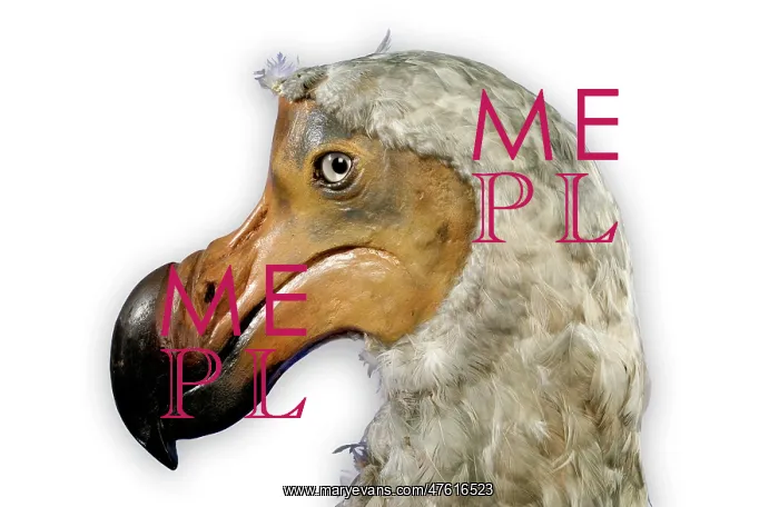 : Raphus cucullatus, dodo : Raphus cucullatus, dodo