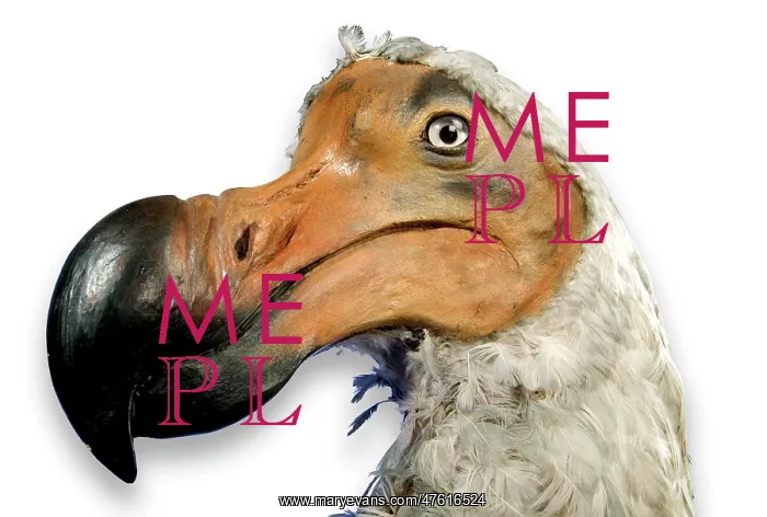 : Raphus cucullatus, dodo : Raphus cucullatus, dodo