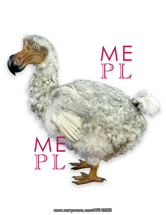 : Raphus cucullatus, dodo : Raphus cucullatus, dodo