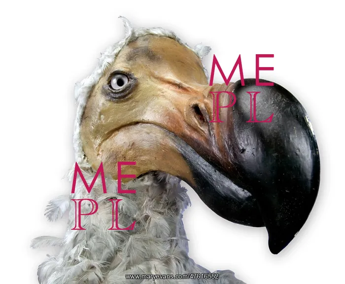 : Raphus cucullatus, dodo : Raphus cucullatus, dodo