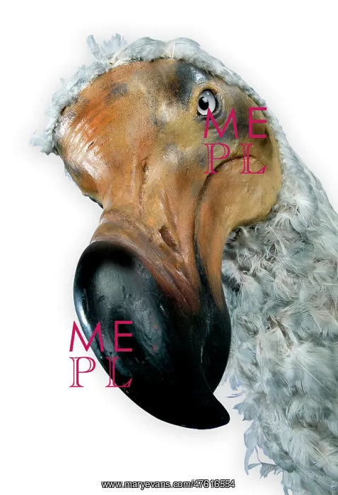 : Raphus cucullatus, dodo : Raphus cucullatus, dodo
