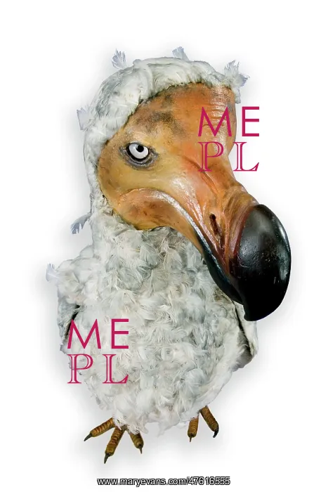 : Raphus cucullatus, dodo : Raphus cucullatus, dodo