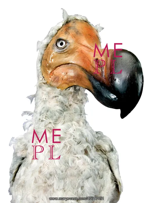: Raphus cucullatus, dodo : Raphus cucullatus, dodo