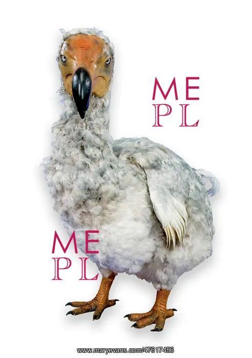 : Raphus cucullatus, dodo : Raphus cucullatus, dodo