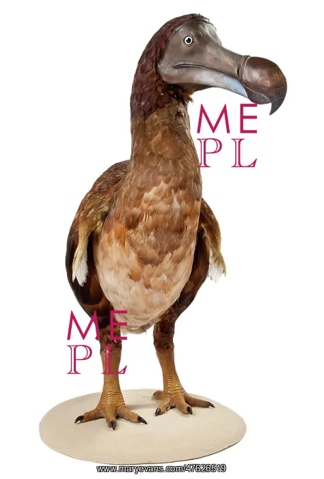: Raphus cucullatus, Dodo : Raphus cucullatus, Dodo