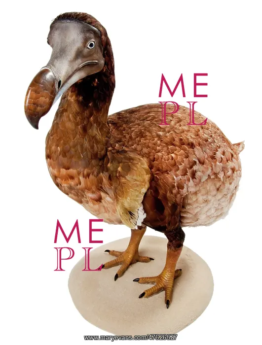 : Raphus cucullatus, Dodo : Raphus cucullatus, Dodo