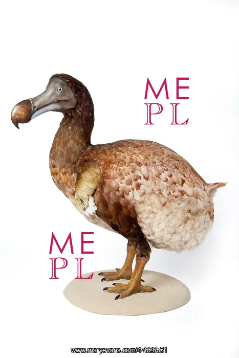 : Raphus cucullatus, Dodo : Raphus cucullatus, Dodo