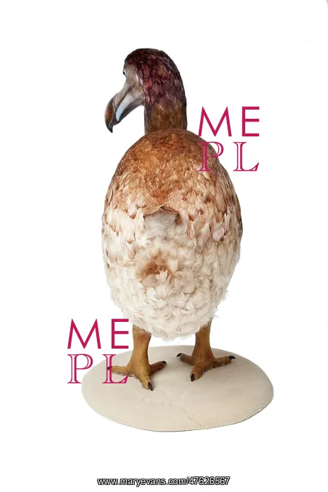 : Raphus cucullatus, Dodo : Raphus cucullatus, Dodo