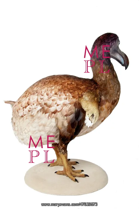 : Raphus cucullatus, Dodo : Raphus cucullatus, Dodo