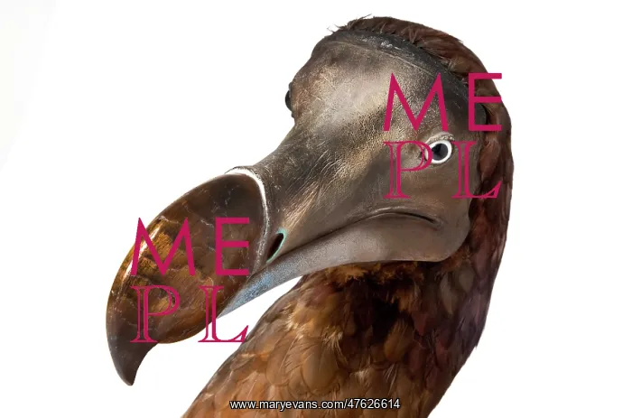 : Raphus cucullatus, Dodo : Raphus cucullatus, Dodo