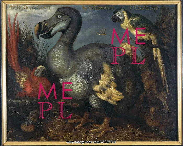 : Raphus cucullatus, dodo, Ara macao, scarlet macaw : Raphus cucullatus, dodo, Ara macao, scarlet macaw
