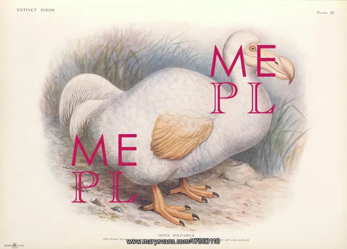  : Raphus solitarius, Reunion white dodo