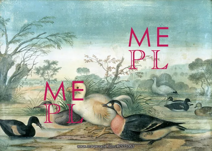 : Raphus solitarius, Reunion white dodo : Raphus solitarius, Reunion white dodo