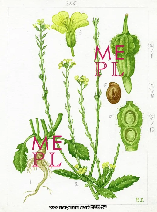 : Rapistrum rugosum - turnipweed : Rapistrum rugosum - turnipweed