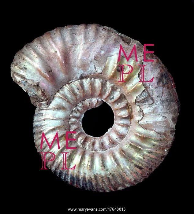 : Rasenia uralensi, ammonite : Rasenia uralensi, ammonite