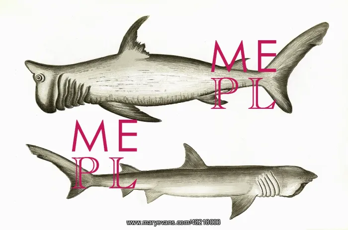 : Rashleigh Shark and Broad-Headed Gazer : Rashleigh Shark and Broad-Headed Gazer