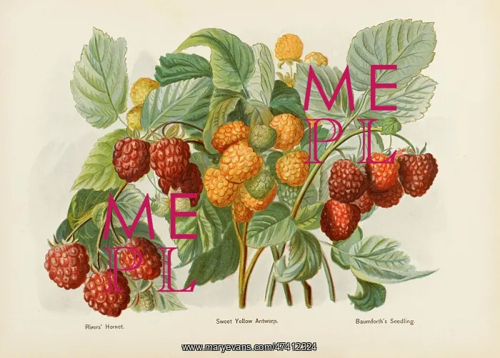 : RASPBERRIES : RASPBERRIES
