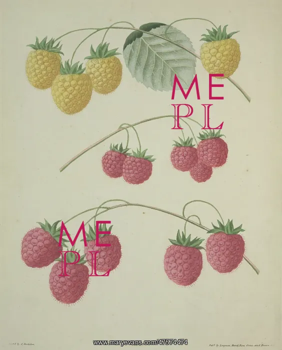 : The Raspberry : The Raspberry