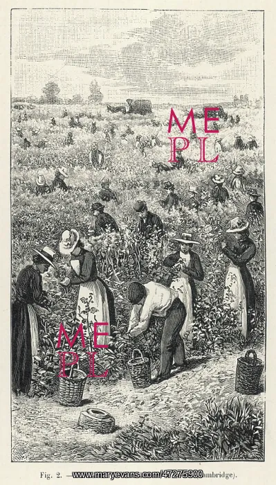 : RASPBERRY PICKING / 1901 : RASPBERRY PICKING / 1901