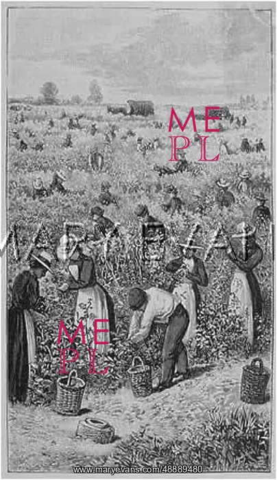 : RASPBERRY PICKING 1901 : RASPBERRY PICKING 1901