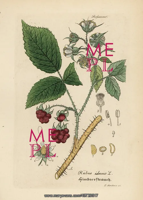 : Raspberry, Rubus idaeus : Raspberry, Rubus idaeus