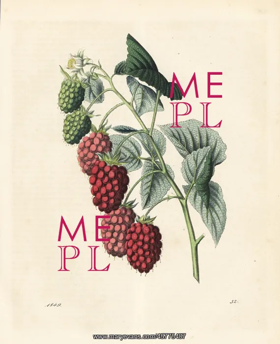 : Raspberry, Rubus idaeus : Raspberry, Rubus idaeus