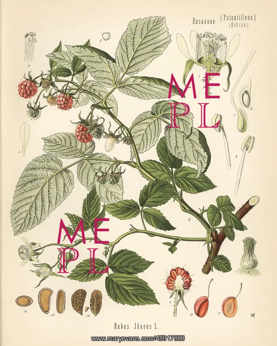 : Raspberry, Rubus idaeus : Raspberry, Rubus idaeus