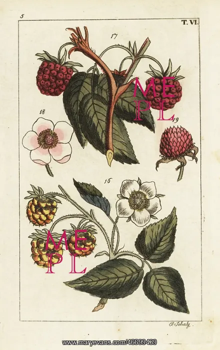 : Raspberry varieties : Raspberry varieties