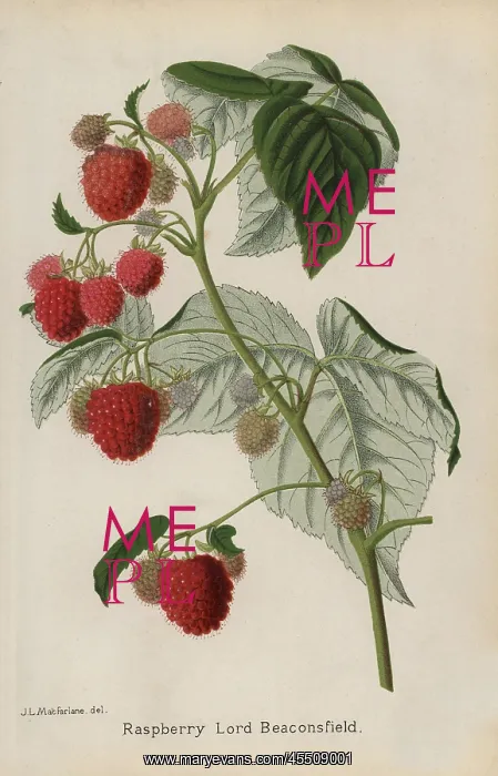  : Raspberry variety, Lord Beaconsfield, Rubus idaeus