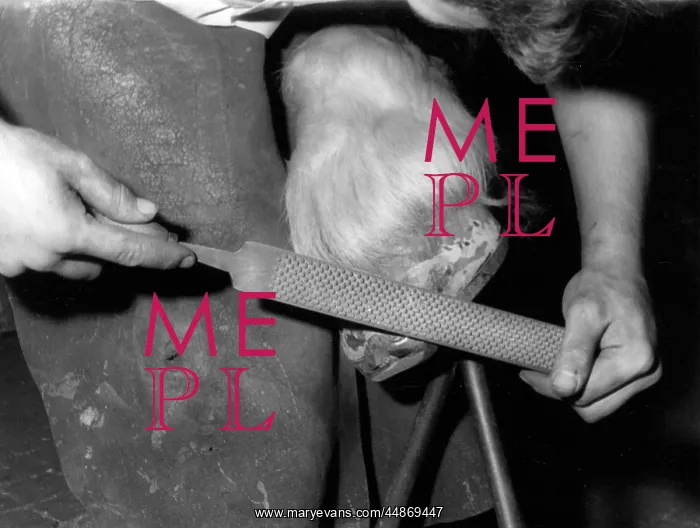 : RASPING A HOOF : RASPING A HOOF