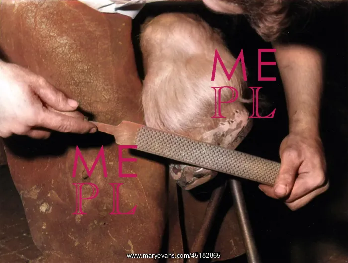 : RASPING A HOOF : RASPING A HOOF