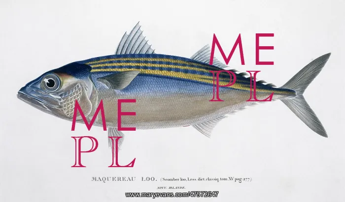: Rastrelliger kanagurta, Indian mackerel : Rastrelliger kanagurta, Indian mackerel