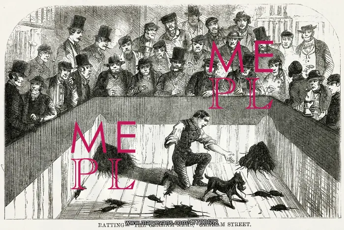 : Rat Baiting 1850s : Rat Baiting 1850s
