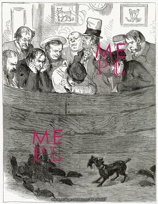 : Rat Baiting 1871 : Rat Baiting 1871