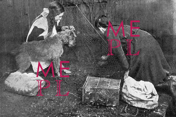 : Rat catching on the home front during WWI : Rat catching on the home front during WWI