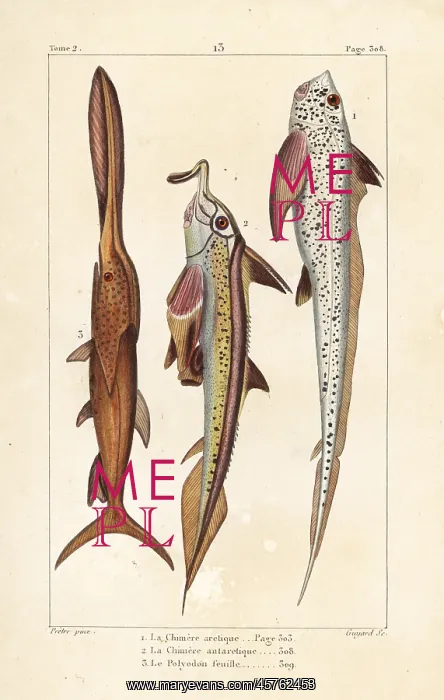 : Rat fish, elephantfish and American paddlefish : Rat fish, elephantfish and American paddlefish