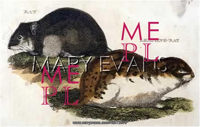 : RAT / LEMMING RAT 1814 : RAT / LEMMING RAT 1814