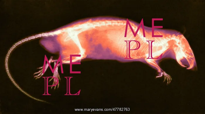 : Rat, X-ray, 1896 : Rat, X-ray, 1896