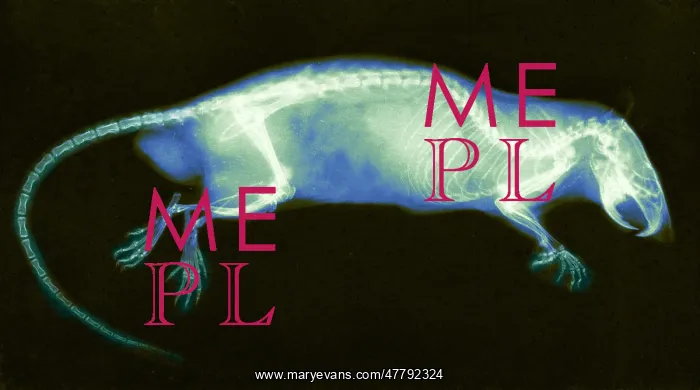 : Rat, X-ray, 1896 : Rat, X-ray, 1896