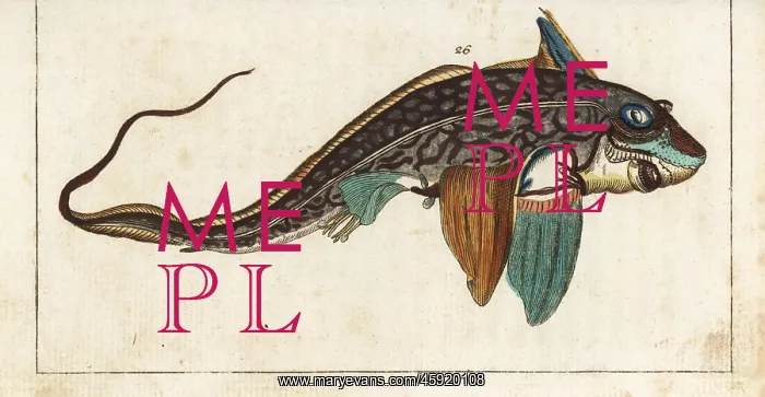 : Ratfish or rabbitfish, Chimaera monstrosa : Ratfish or rabbitfish, Chimaera monstrosa