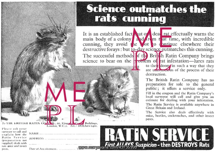 : Ratin. Rat & Mouse Control Service : Ratin. Rat & Mouse Control Service