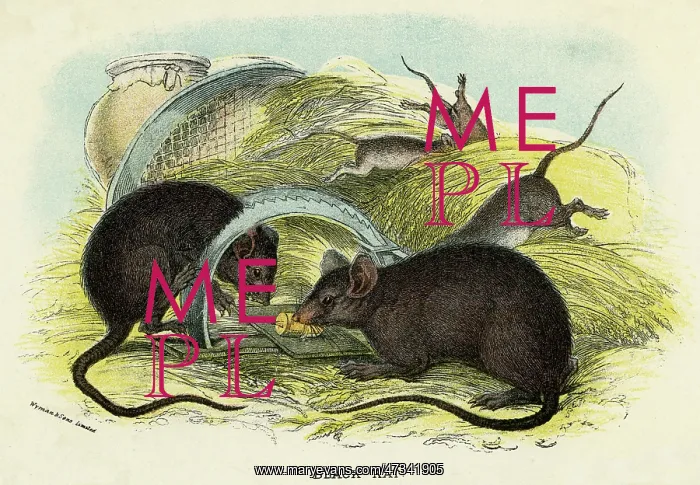 : RATS & TRAP C1840 : RATS & TRAP C1840