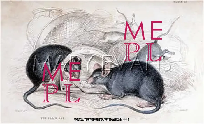 : RATS & TRAP C1840 : RATS & TRAP C1840