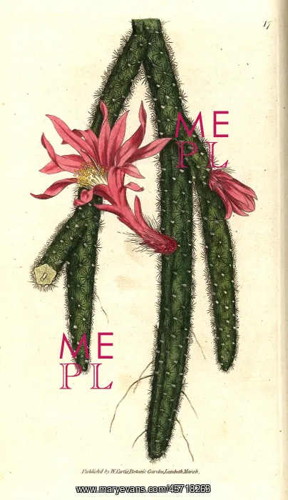 : Rattail cactus, Disocactus flagelliformis : Rattail cactus, Disocactus flagelliformis
