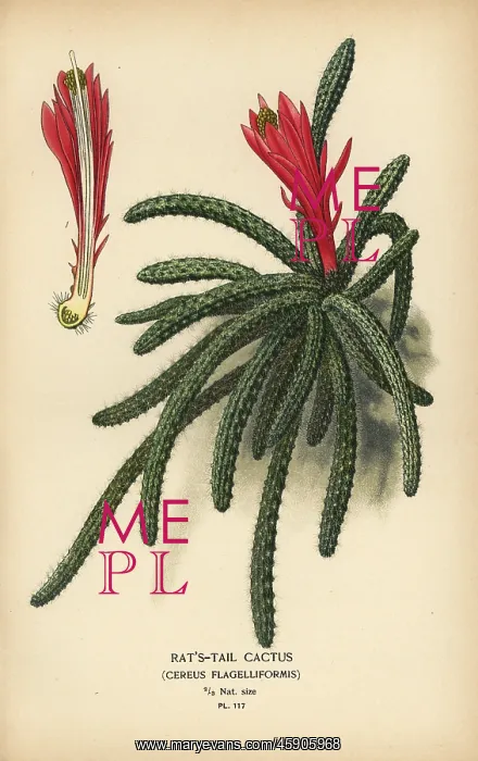 : Rattail cactus, Disocactus flagelliformis : Rattail cactus, Disocactus flagelliformis